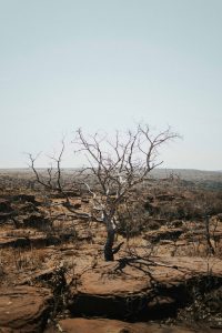 Environmental Crisis and the Future of African Studies
